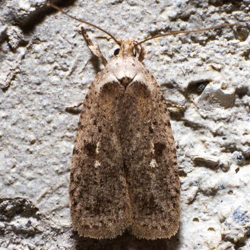Clay-colored Agonopterix Moth photo 5