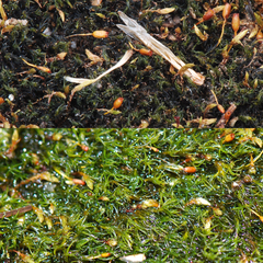Grimmia hamulosa