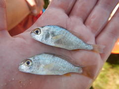 Micropogonias undulatus