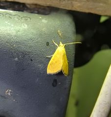 Hyalobathra brevialis