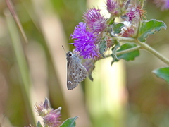 Lerodea erythrostictus
