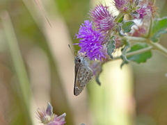 Lerodea erythrostictus