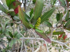 Pleradenophora bilocularis