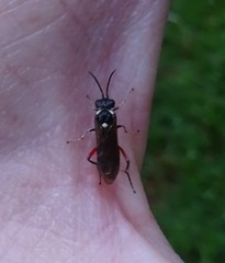 Macrophya punctumalbum