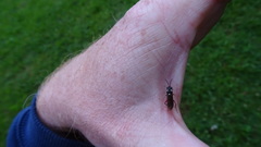 Macrophya punctumalbum