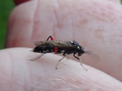 Macrophya punctumalbum