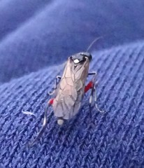 Macrophya punctumalbum