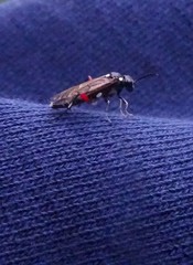 Macrophya punctumalbum