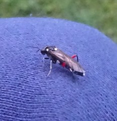 Macrophya punctumalbum