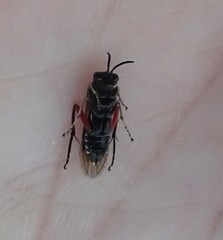 Macrophya punctumalbum