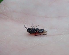 Macrophya punctumalbum