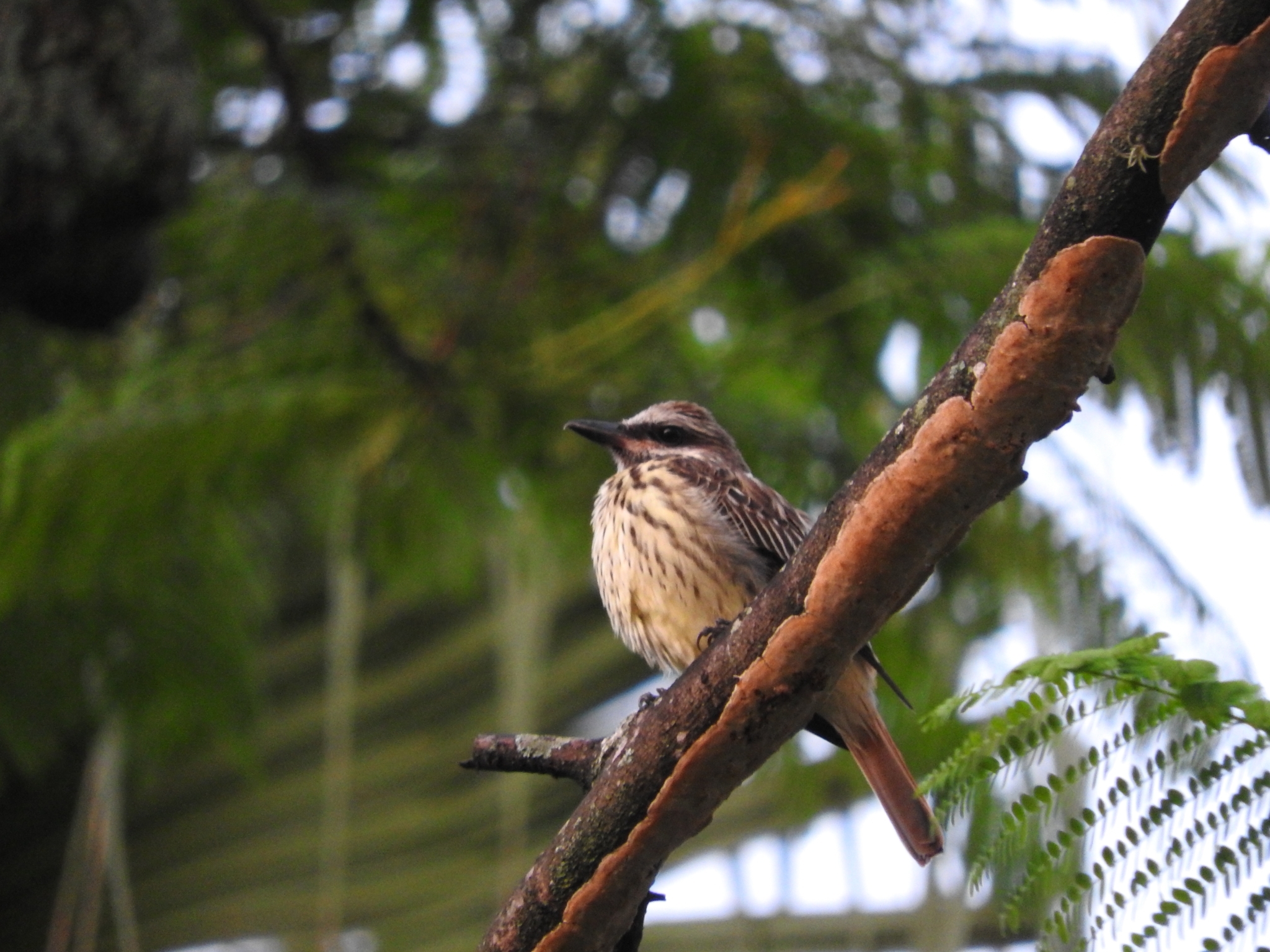 Sulphur-bellied Flycatcher (Myiodynastes luteiventris)