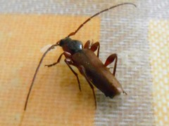 Phymatodes testaceus
