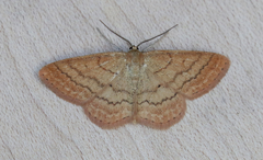 Scopula luteolata
