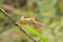 Lestes concinnus