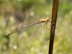 Lestes concinnus