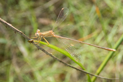 Lestes concinnus