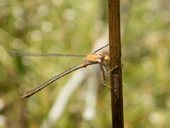 Lestes concinnus