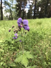 Geranium platyanthum