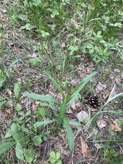 Artemisia integrifolia