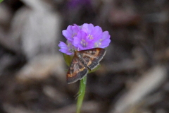 Pyrausta californicalis
