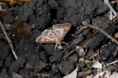 Pyrausta californicalis