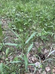 Artemisia integrifolia