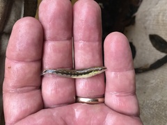 Percina nigrofasciata