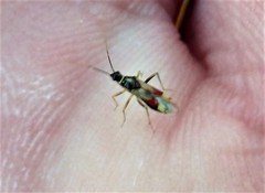 Tupiocoris californicus