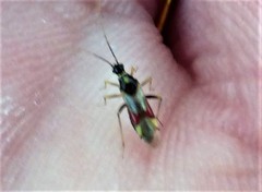 Tupiocoris californicus