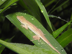 Anolis wellbornae