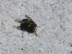 Sericomyia flagrans