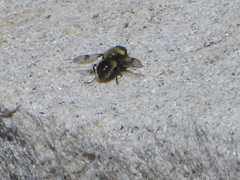 Sericomyia flagrans