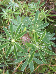 Lupinus rivularis