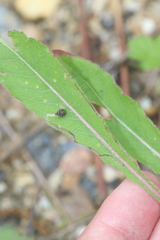 Mompha argentimaculella