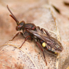 Nomada gracilis