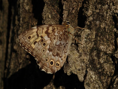 Neope goschkevitschii