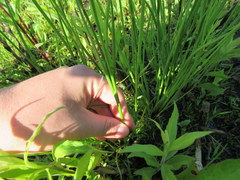 Juncus greenei