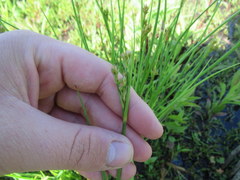 Juncus greenei