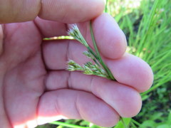 Juncus greenei