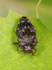 Brachys ovatus