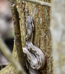 Tropidophis melanurus