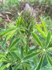 Lupinus rivularis