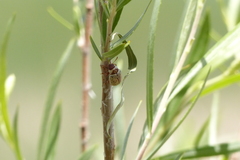 Calligrapha multipunctata