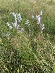Delphinium carolinianum