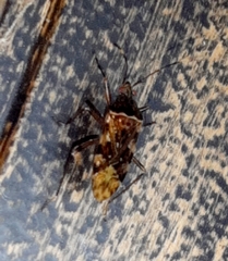 Balboa variabilis