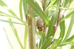 Calligrapha multipunctata