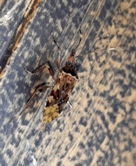 Balboa variabilis