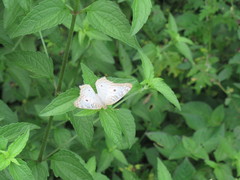 Anartia jatrophae