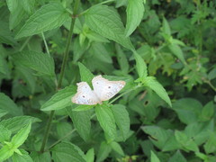 Anartia jatrophae